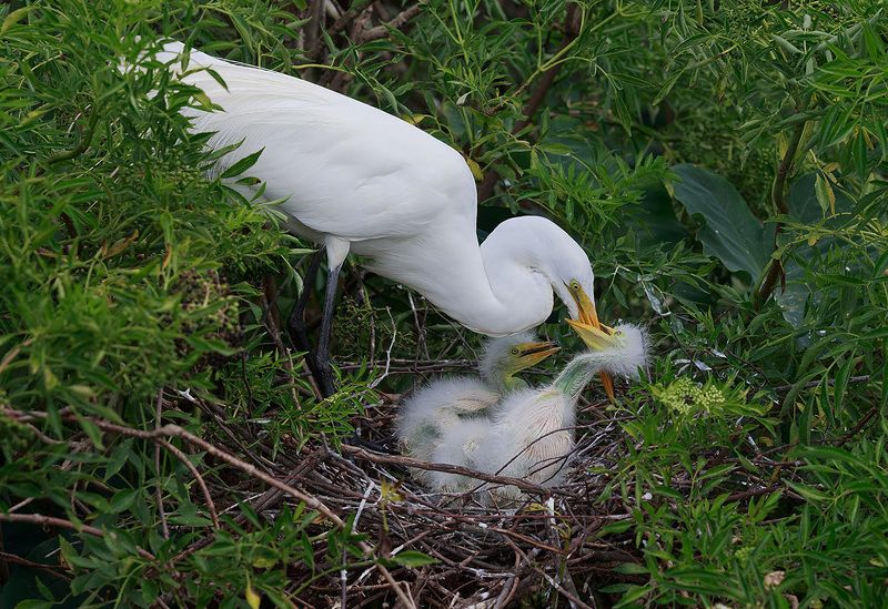 большая белая цапля, цапля, heron, florida, great egret, флорида Great Egret. Feeding Time -Большая белая цапляphoto preview