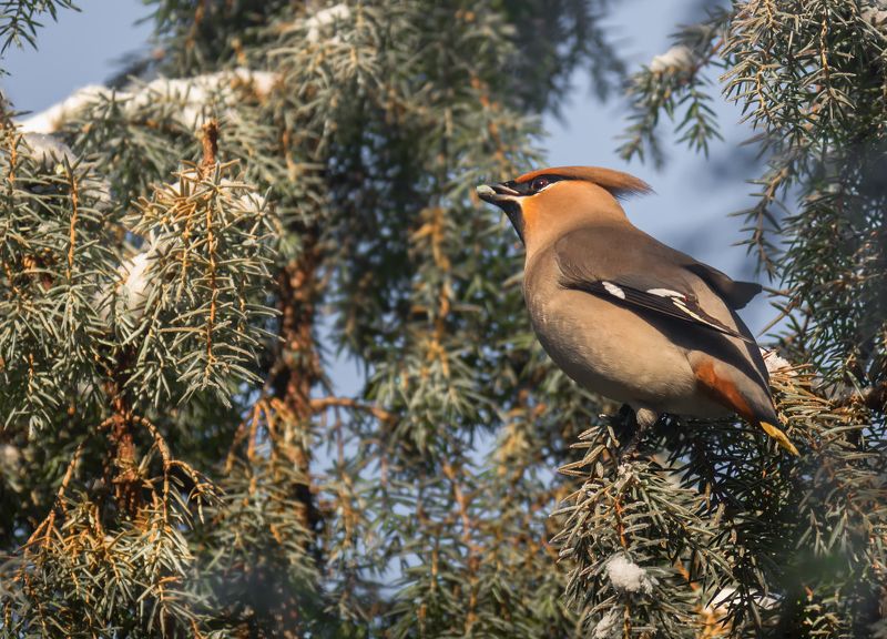 птица, свиристель, зима, Свиристель ..photo preview