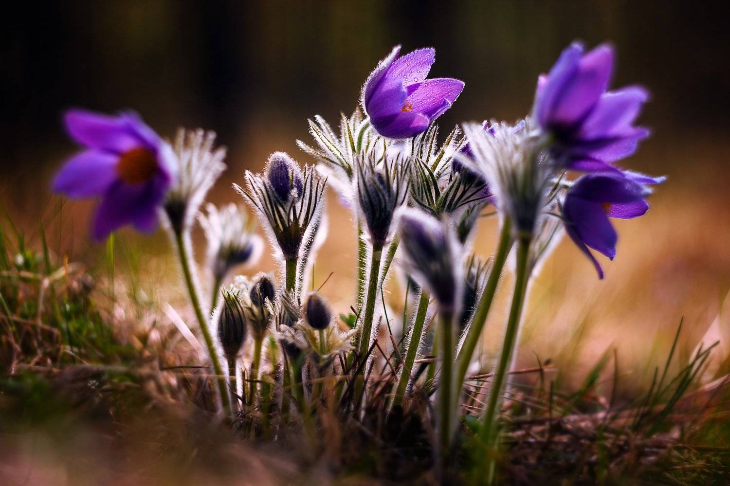 сон-трава, цветы, весна, красота, прострел, Айвар Удрис