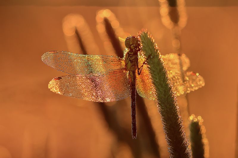 Августphoto preview