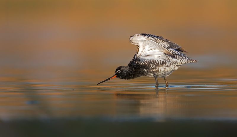 Brodziec śniadyphoto preview
