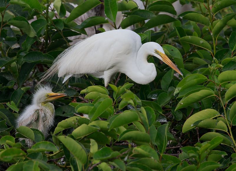 Большая белая цапля. Кормление птенцов. Feeding Time!photo preview