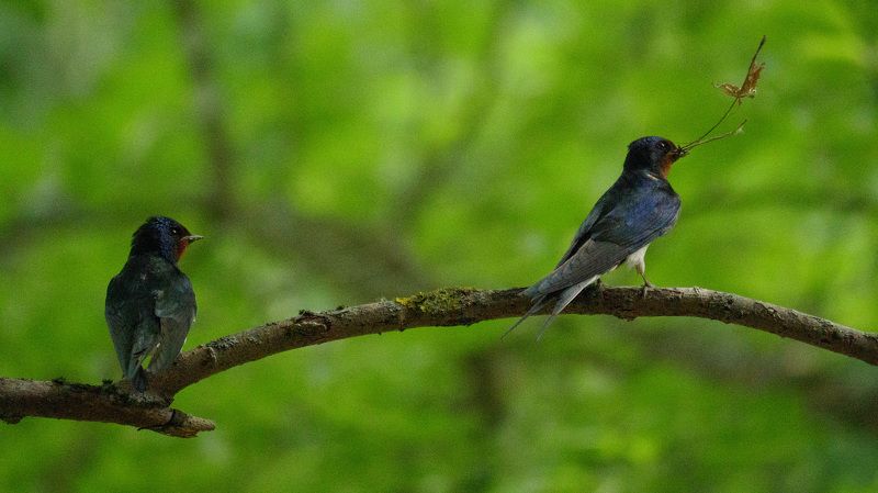 Принёс?photo preview