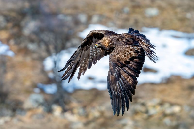 Golden eagle /Aquila chrysaetos/...photo preview