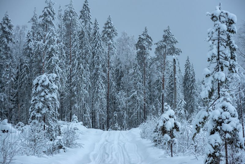великий двор,вологодчина,кема,север,зима За делянкой.photo preview