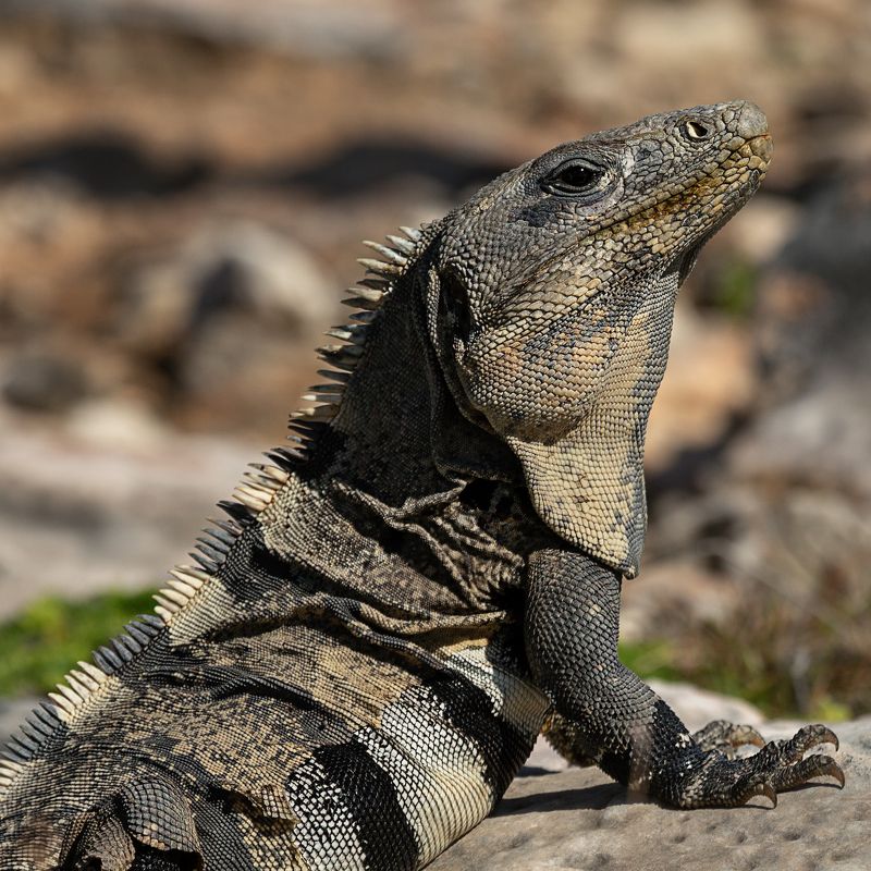 игуана Мексика остров Мухерес Америка Юкатан Mexico isla Mujeres Cancun Youcatan iguana  Игуанаphoto preview