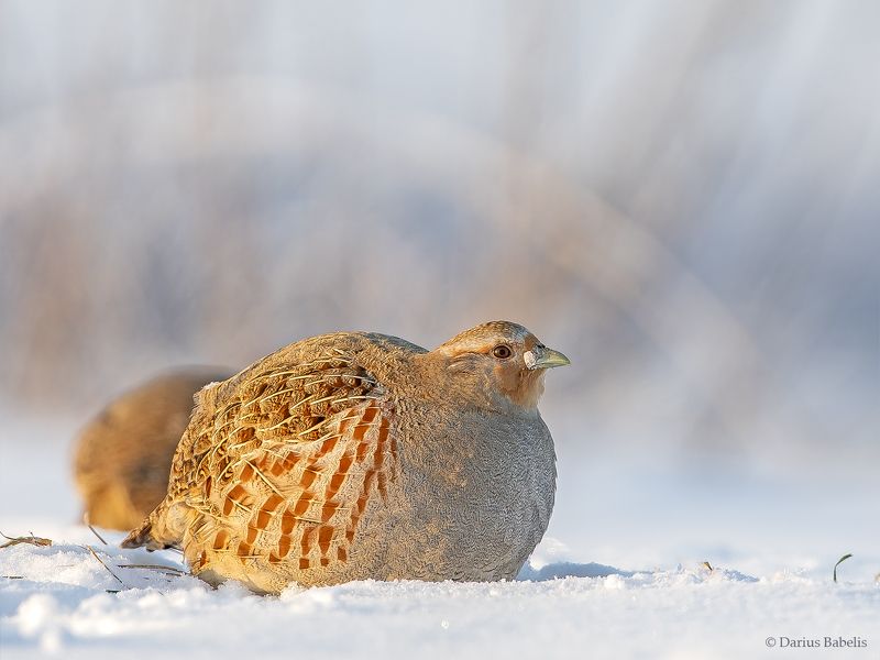 Серая куропаткаphoto preview