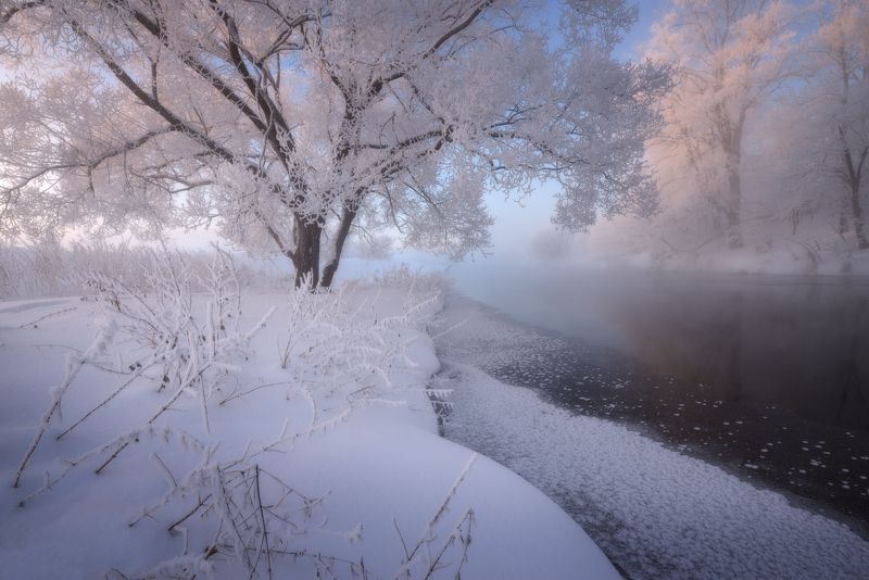 То самое дерево photo preview