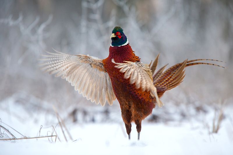 Morning gimnasticphoto preview