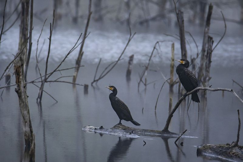 Phalacrocorax carbophoto preview