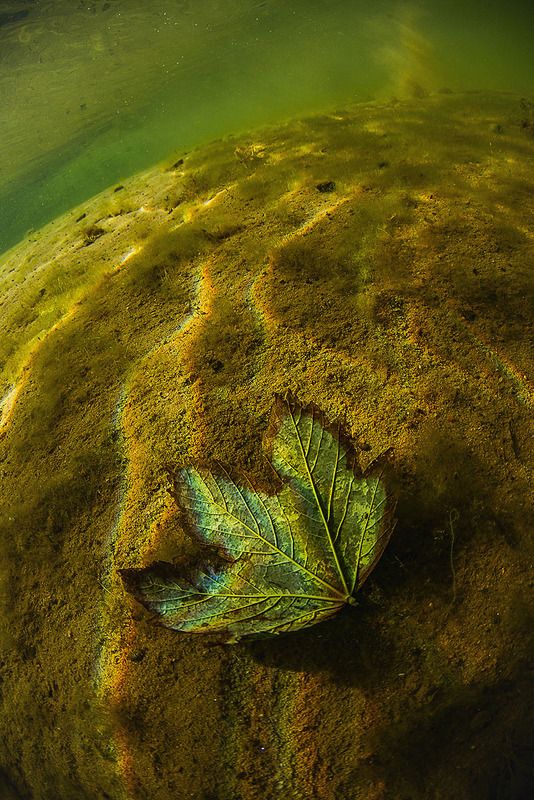 арт, подводный мир, калининград, широкий угол Подводный Артphoto preview