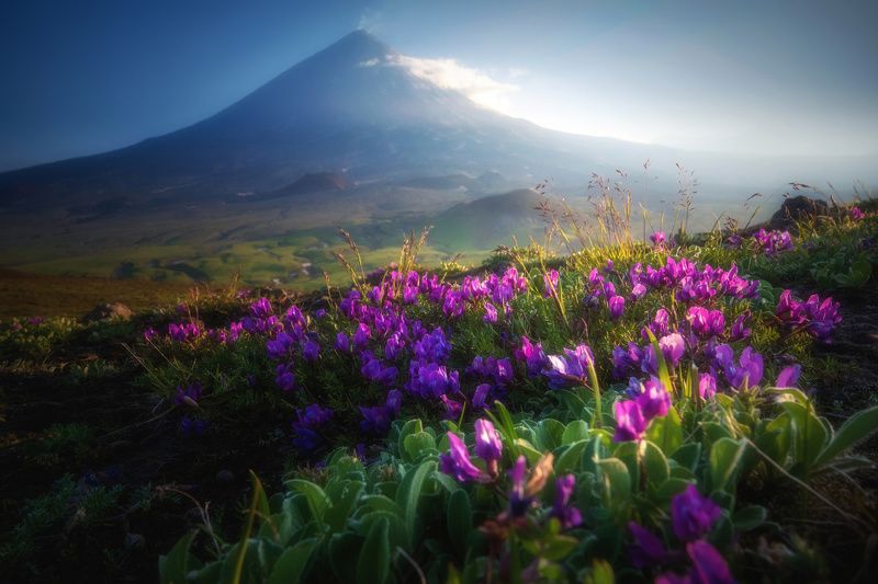 камчатка,ключевская,цветы,вулкан,kamchatka,vulkan вечер у Ключевскойphoto preview