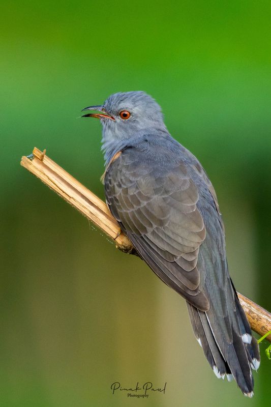 birds, bird, animal, wildlife Plainitive Cuckoophoto preview