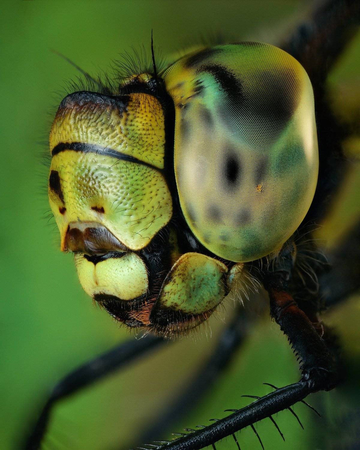 , Роман Фадеев