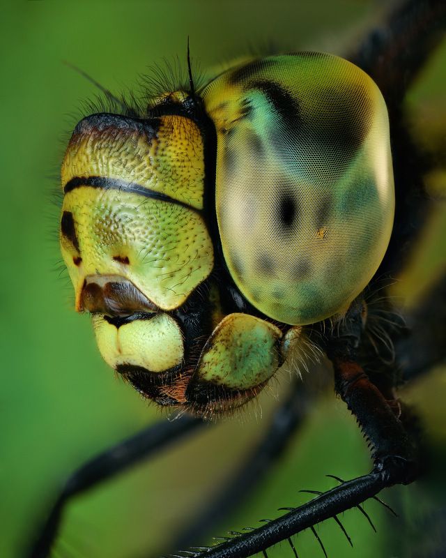 Ideal organismphoto preview