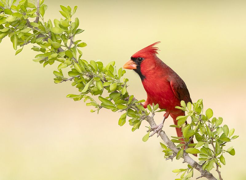 красный кардинал, northern cardinal, cardinal,кардинал Northern Cardinal male - Красный кардинал самецphoto preview