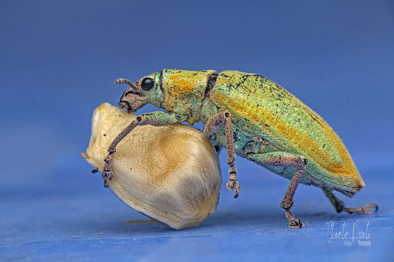 insect, macro, focus, animal, beauty, nature, garden, small, blue, light Bugphoto preview