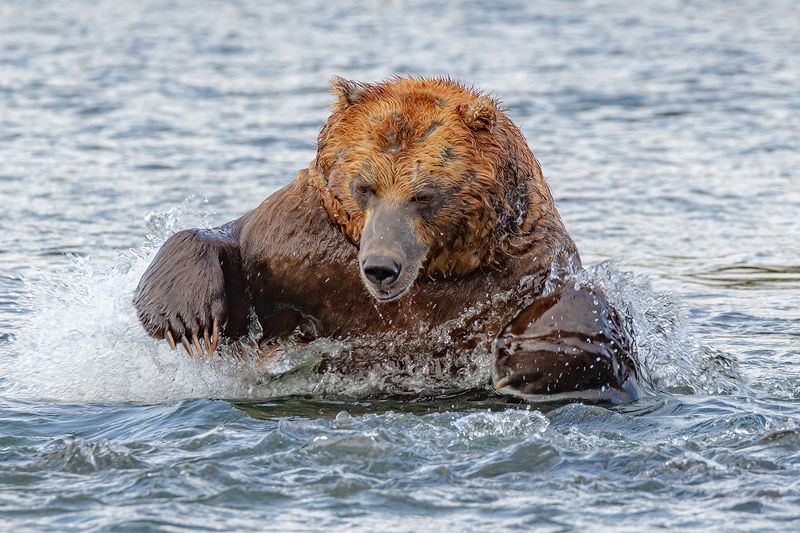 Камчатка, медведь, животные, природа, путешествие, фототур,  Бросокphoto preview