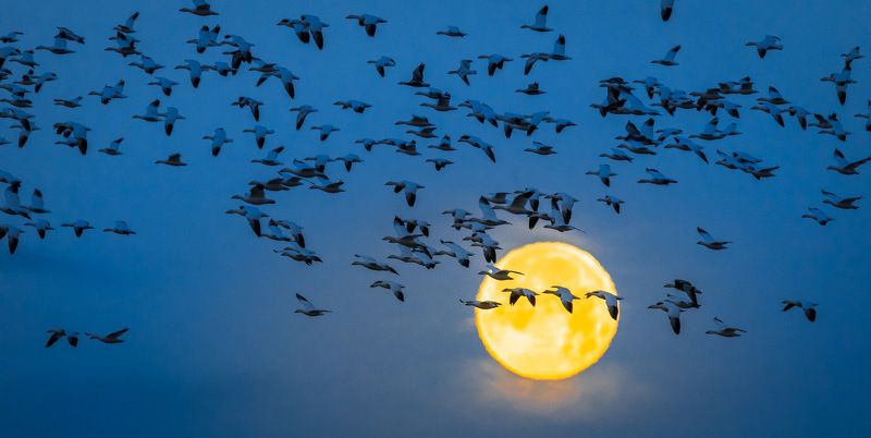 bosque del apache, geese, bird, gleb tarro, new mexico, moon, bird refugee Geese and Moonphoto preview