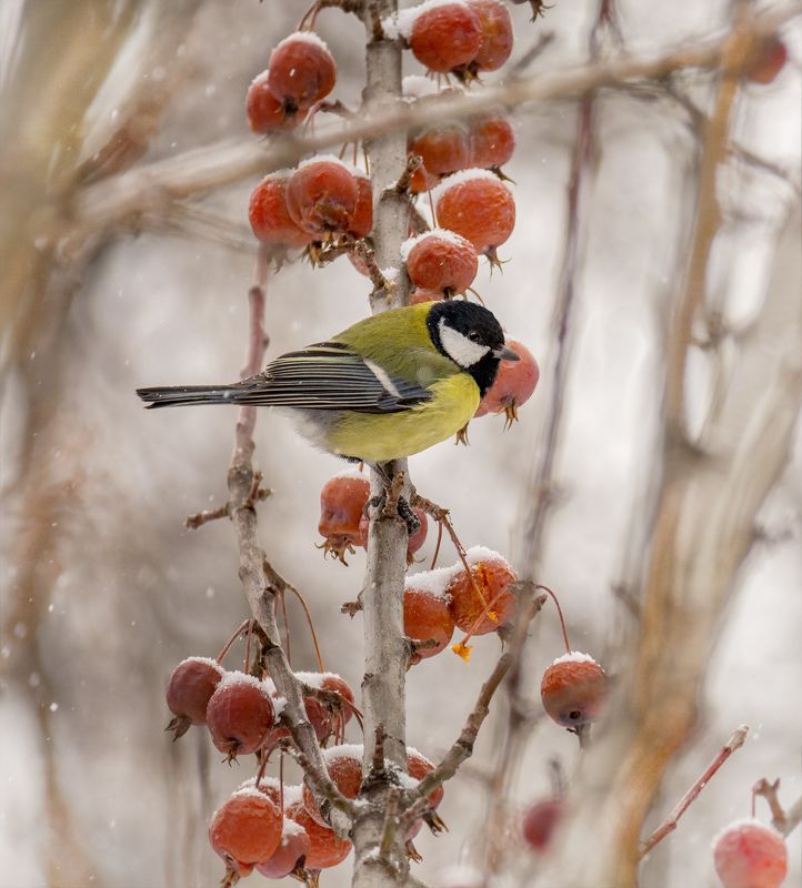 птица, синица, яблочки, зима, февраль, февральские яблочки..photo preview