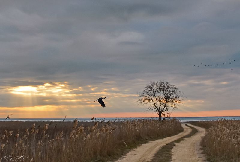 азов, сиваш, закат, вечер, цапля, птицы, зима, январь Закат и цапля на взлётеphoto preview