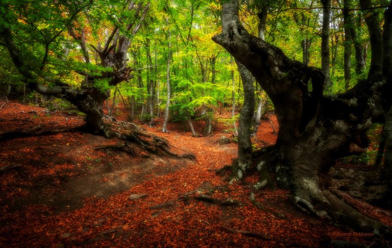 Часовые букового лесаphoto preview