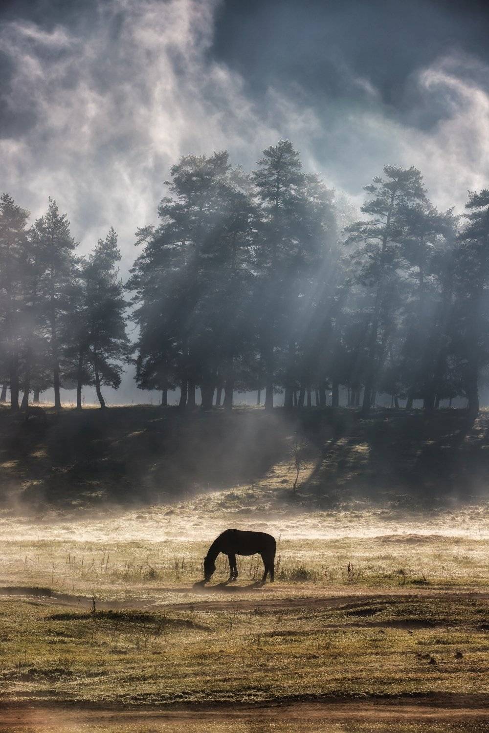 Сон ёжика. Автор: Алексей Мараховец Архыз, Кавказ, Алексей Мараховец