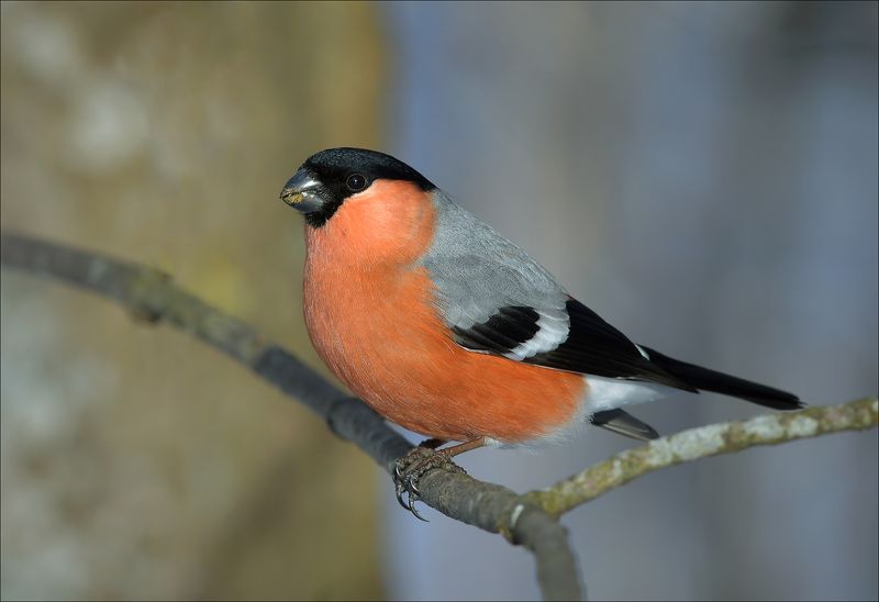 снегирь Само спокойствие...photo preview