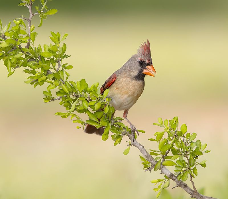красный кардинал, northern cardinal, cardinal,кардинал Female Northern Cardinal - Самка. Красный кардиналphoto preview