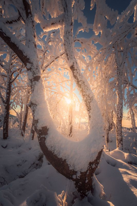 Sunrise, landscape, winter, snow, sun, light, nature, czech republic, tree, trees, forest The Tree of lightphoto preview