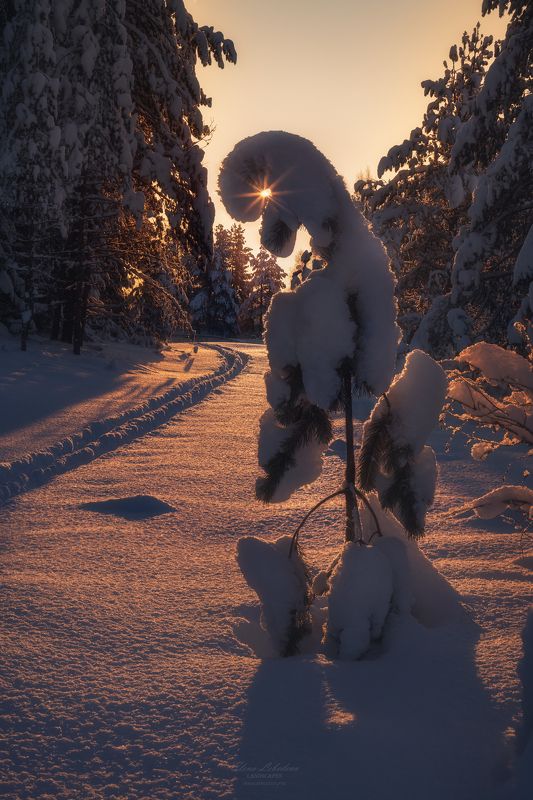 карелия, россия, зима, север, восход, утро, лес, пейзаж, природа Страж лесаphoto preview