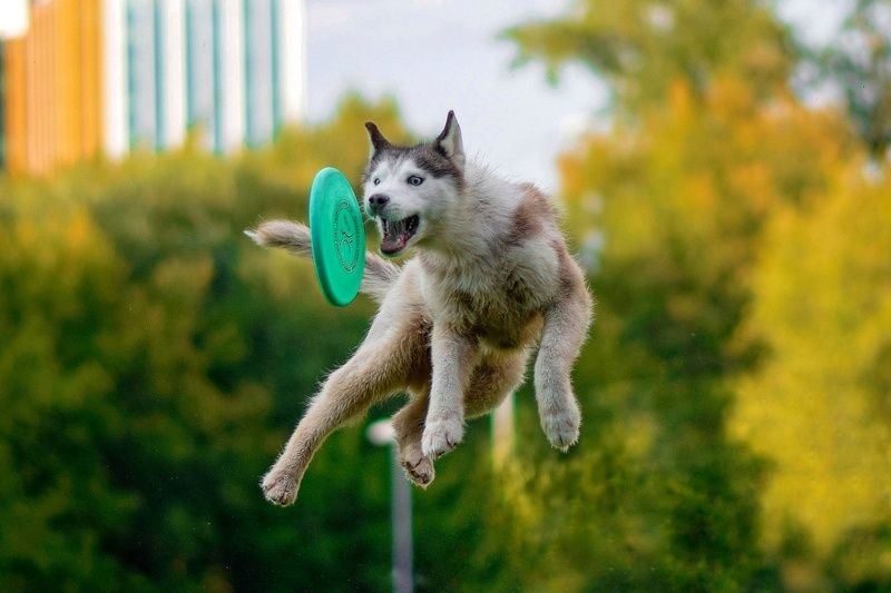 Фрисбиphoto preview