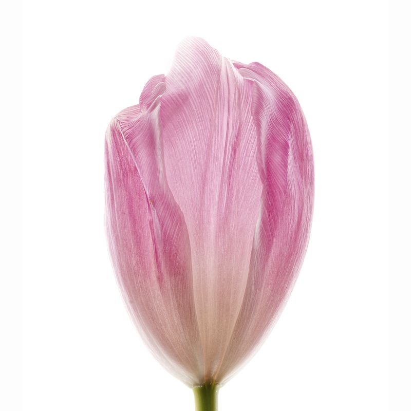 цветы тюльпан увядание красота юность старость сравнение photo preview