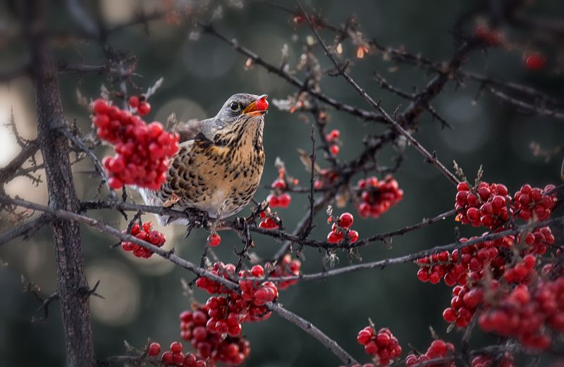 птицы, дрозд рябинник, ягода, красная облепиха, зима, февраль, зимняя ягода.. фото превью