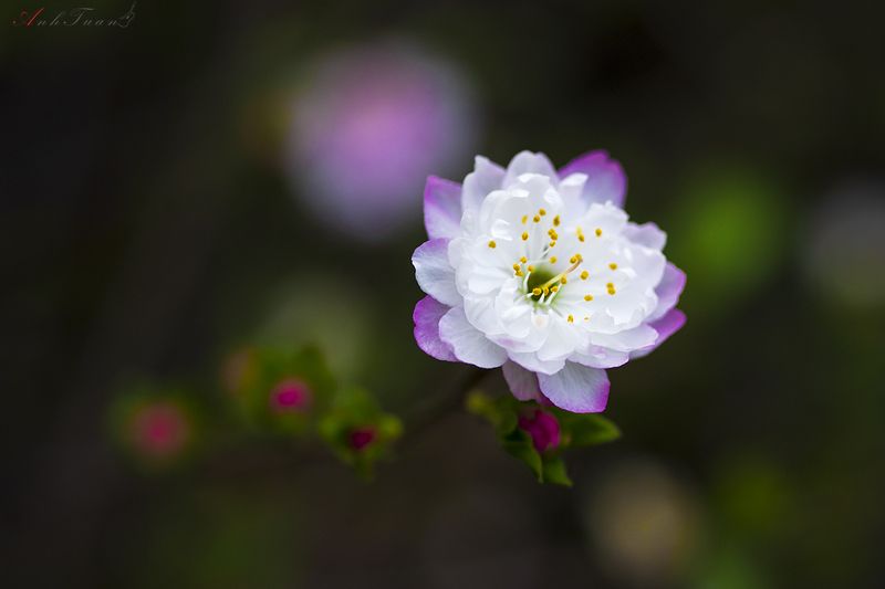 flowers in icephoto preview