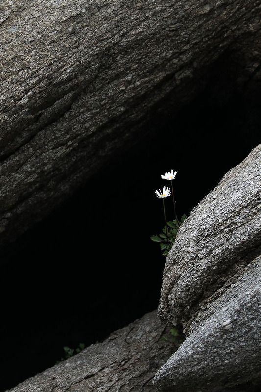 природа, цветы, ромашка, россия Двоеphoto preview