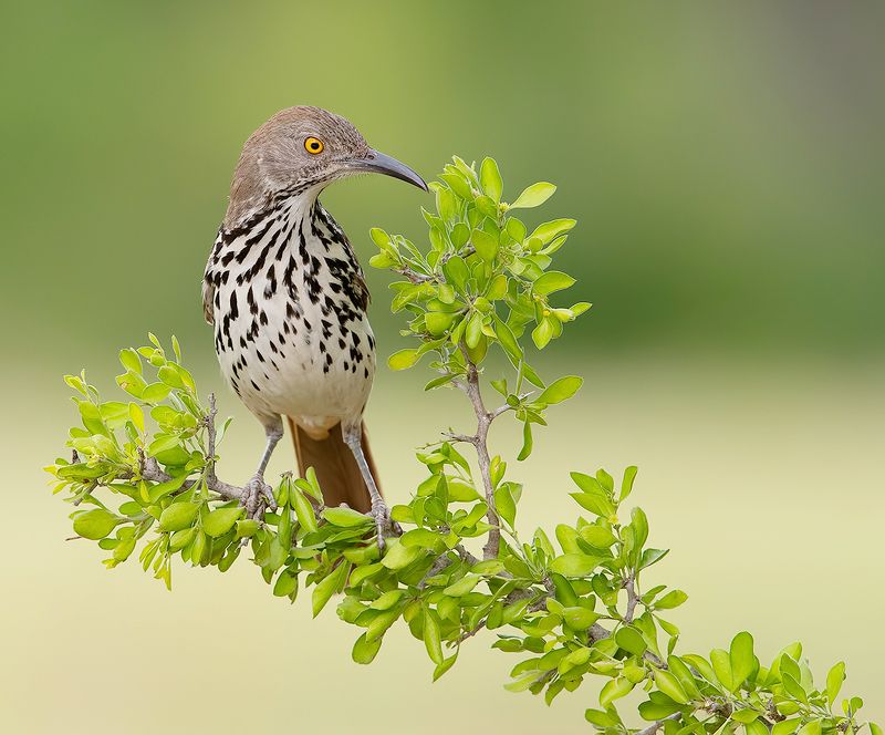 long-billed trasher, пересмешник, tx, trasher Long-billed Trasher - Рыжий кривоклювый пересмешникphoto preview