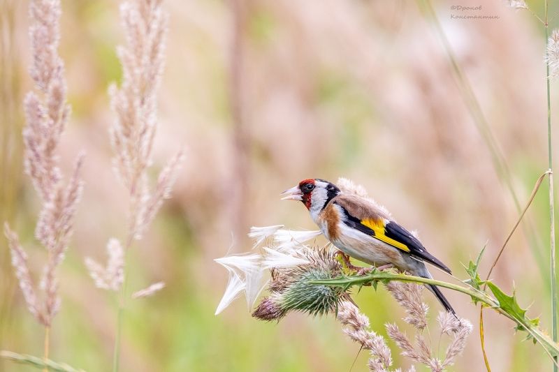 щегол, птицы, фотоохота Щеголphoto preview