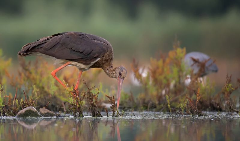 bocian czarnyphoto preview