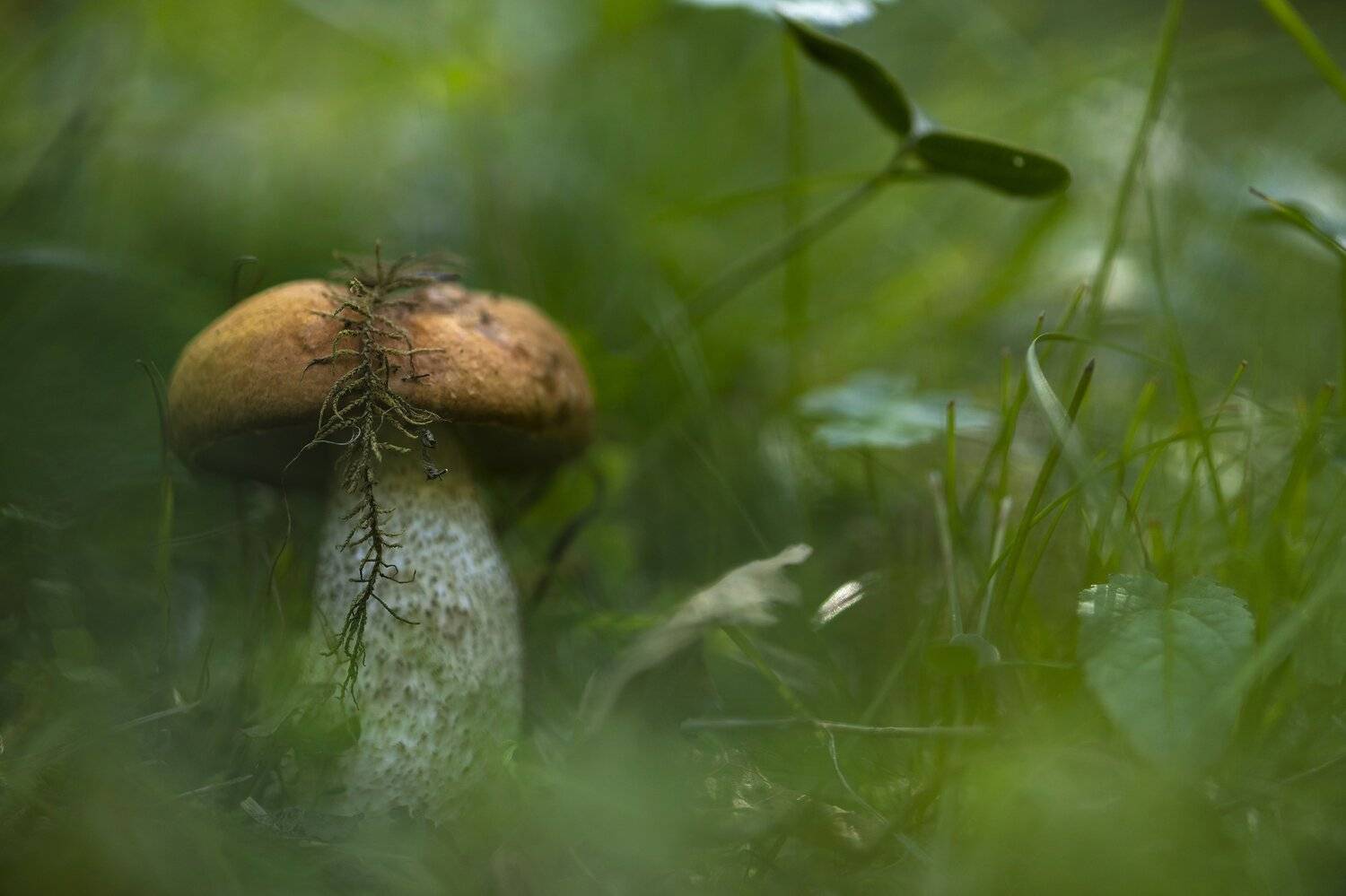 грибы., ДМИТРИЙ ПУЗЕНКО