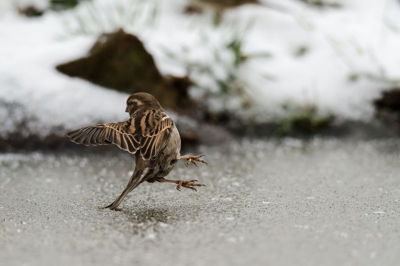 sparrow; bird; ice; dancing; winter; bird; animal; nature Nice dance step on the icephoto preview