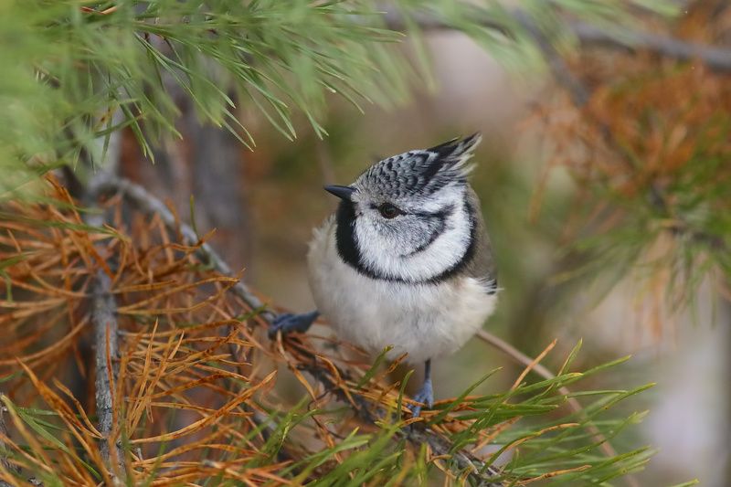 хс-рсphoto preview