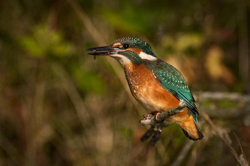 Alcedo atthisphoto preview
