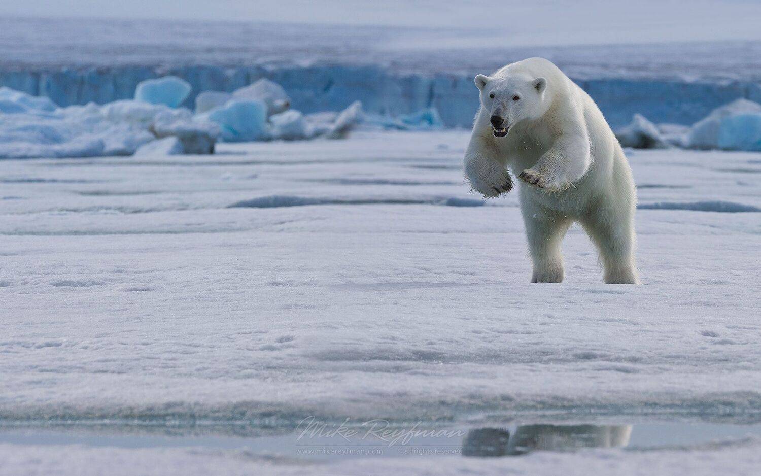 svalbard., spitsbergen., norway., polar, bear, Майк Рейфман