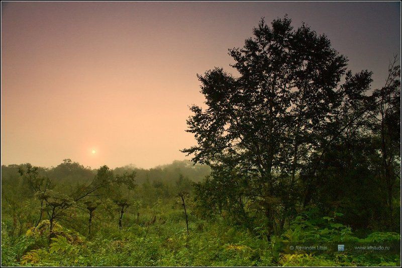 Восход, Камчатка, Лес, Рассвет, Туман Утроphoto preview