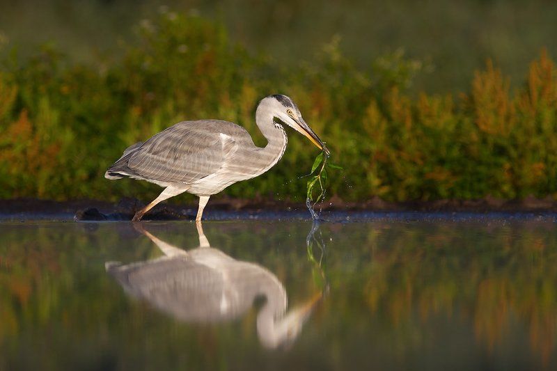 Ardea cinereaphoto preview