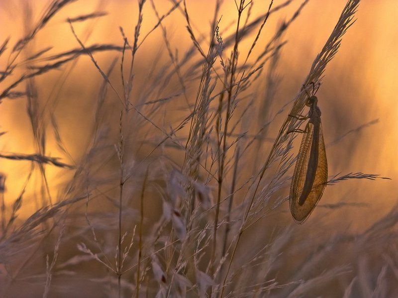 закат В ЯНТАРЕphoto preview
