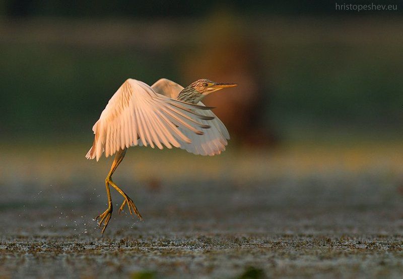 Жёлтая цапля (Ardeola ralloides)photo preview