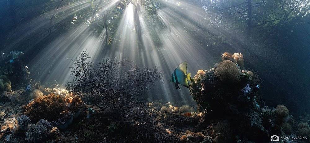 Закат, Индонезия, Корни, Лучи, Мангровые заросли, Подводная съемка, Подводное фото, Путешествия, Раджа Ампат, Рыба, Свет, Солнце, Nadya Kulagina