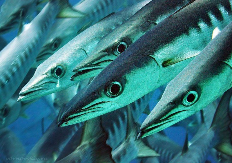 Стрелкиphoto preview